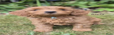 Goldendoodle 1