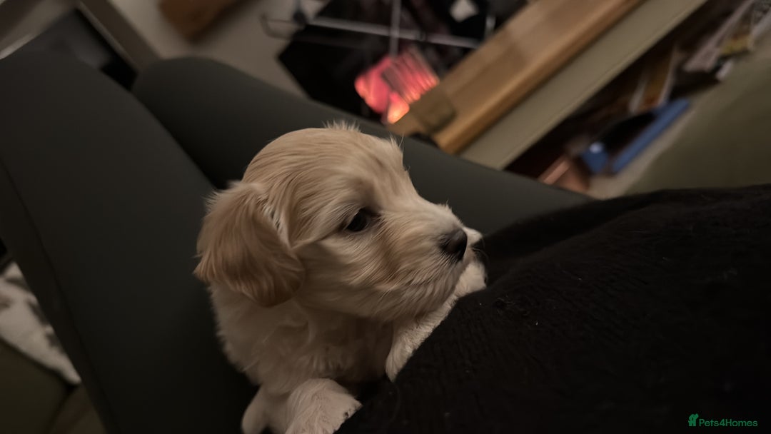 Maltipoo dogs for sale: Adorable Apricot F1 Korean Maltipoo - Advert 4