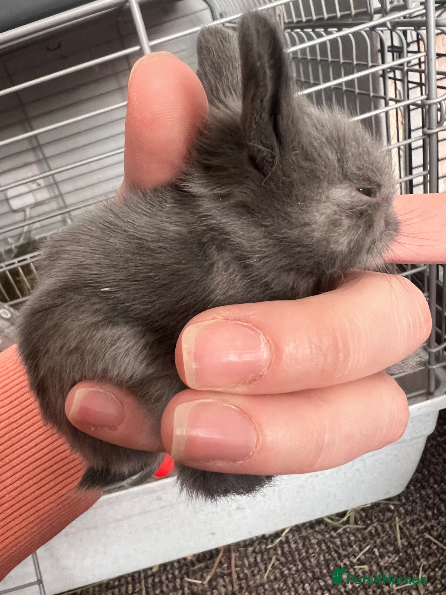 Lionhead rabbits Double Lionhead baby rabbits  - Advert 2