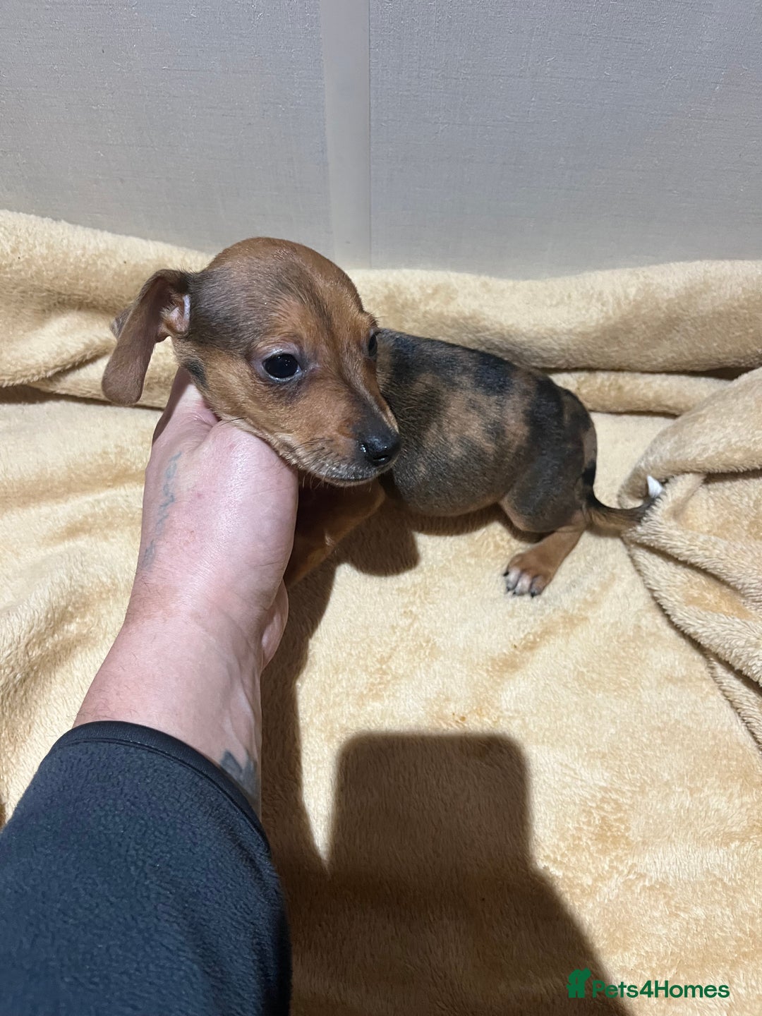 Mixed Breed dogs for sale: Dachshund x Jack russel  - Advert 4