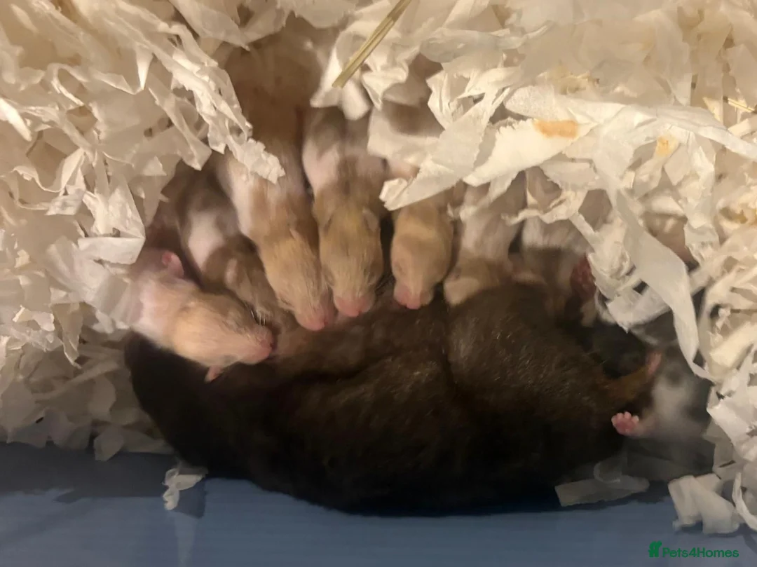 Hamster rodents for sale: Baby Hamsters 5-6 weeks old  in Shrewsbury - Advert 4