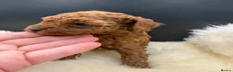 Toy Poodle dogs for sale: Asian Toy Poodle  - Advert 7