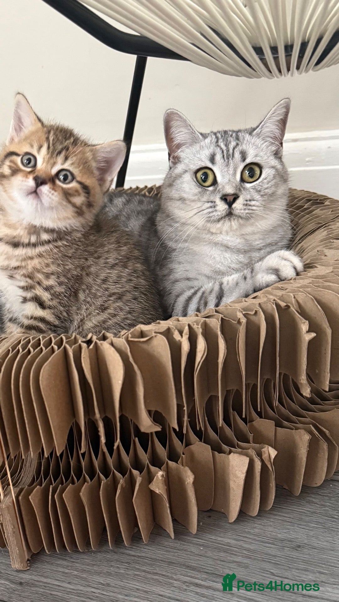 British Shorthair cats British shorthair Kittens - Advert 13