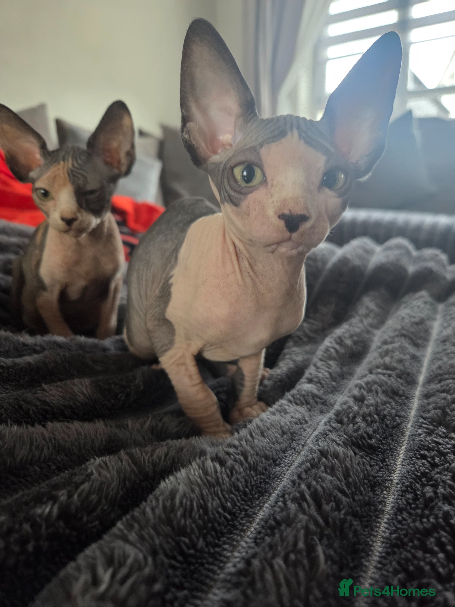 Sphynx cats 2 Beautiful cheeky Sphynxs  - Advert 2