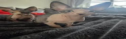 Sphynx cats for sale: 2 Beautiful cheeky Sphyn **   in Stockport - Advert 1