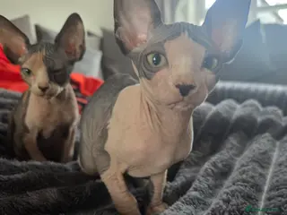 Sphynx cats 2 Beautiful cheeky Sphynxs - Advert 2