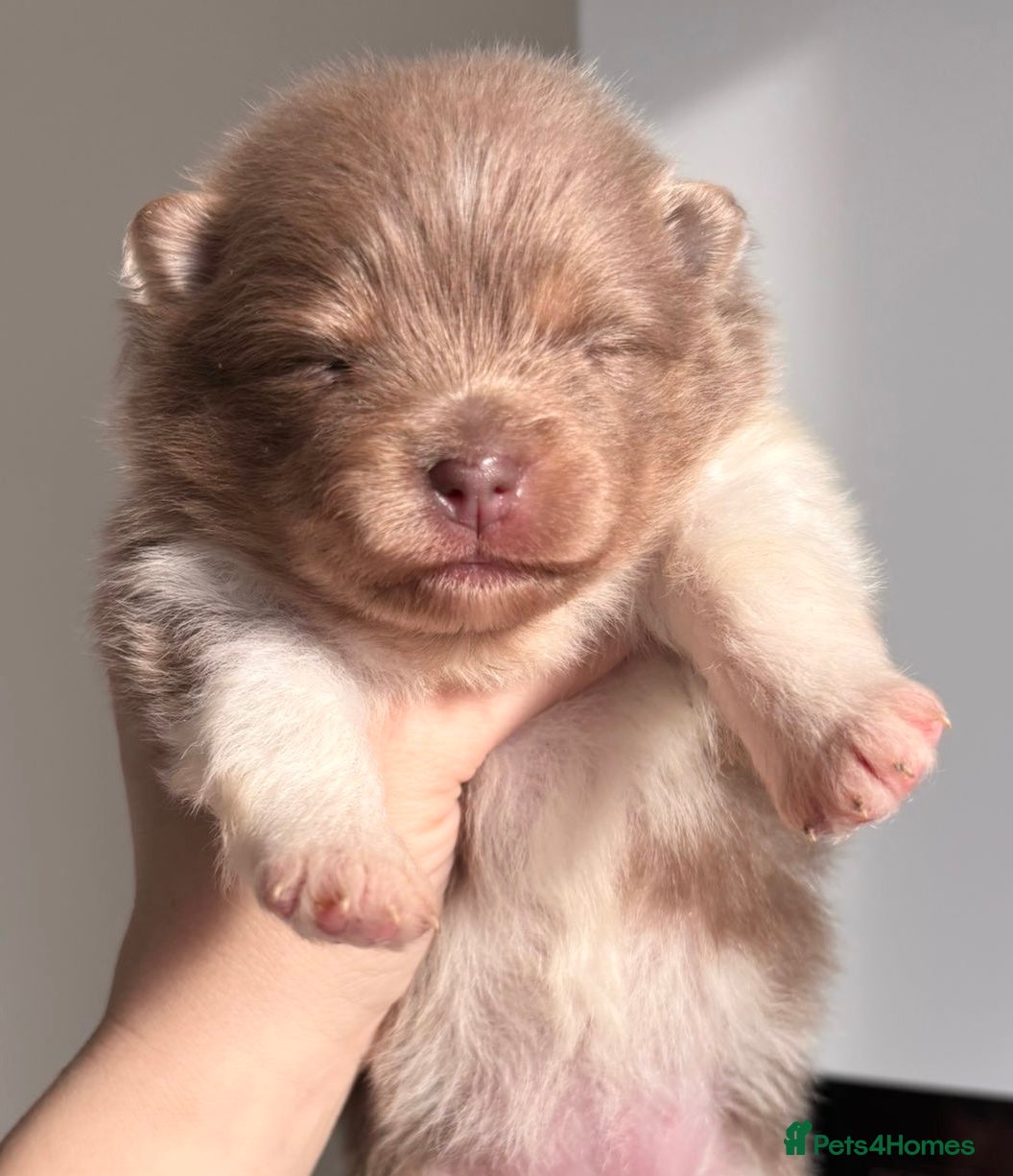 Pomeranian dogs 🐻 TEDDY BEAR POMERANIANS 🐻  - Advert 5