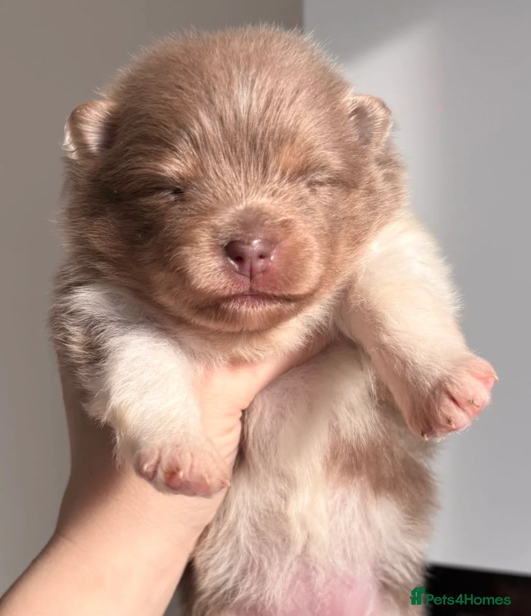 Pomeranian dogs for sale: 🐻 TEDDY BEAR POMERANIANS 🐻  - Advert 1