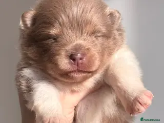 Pomeranian dogs 🐻 TEDDY BEAR POMERANIANS 🐻 - Advert 5