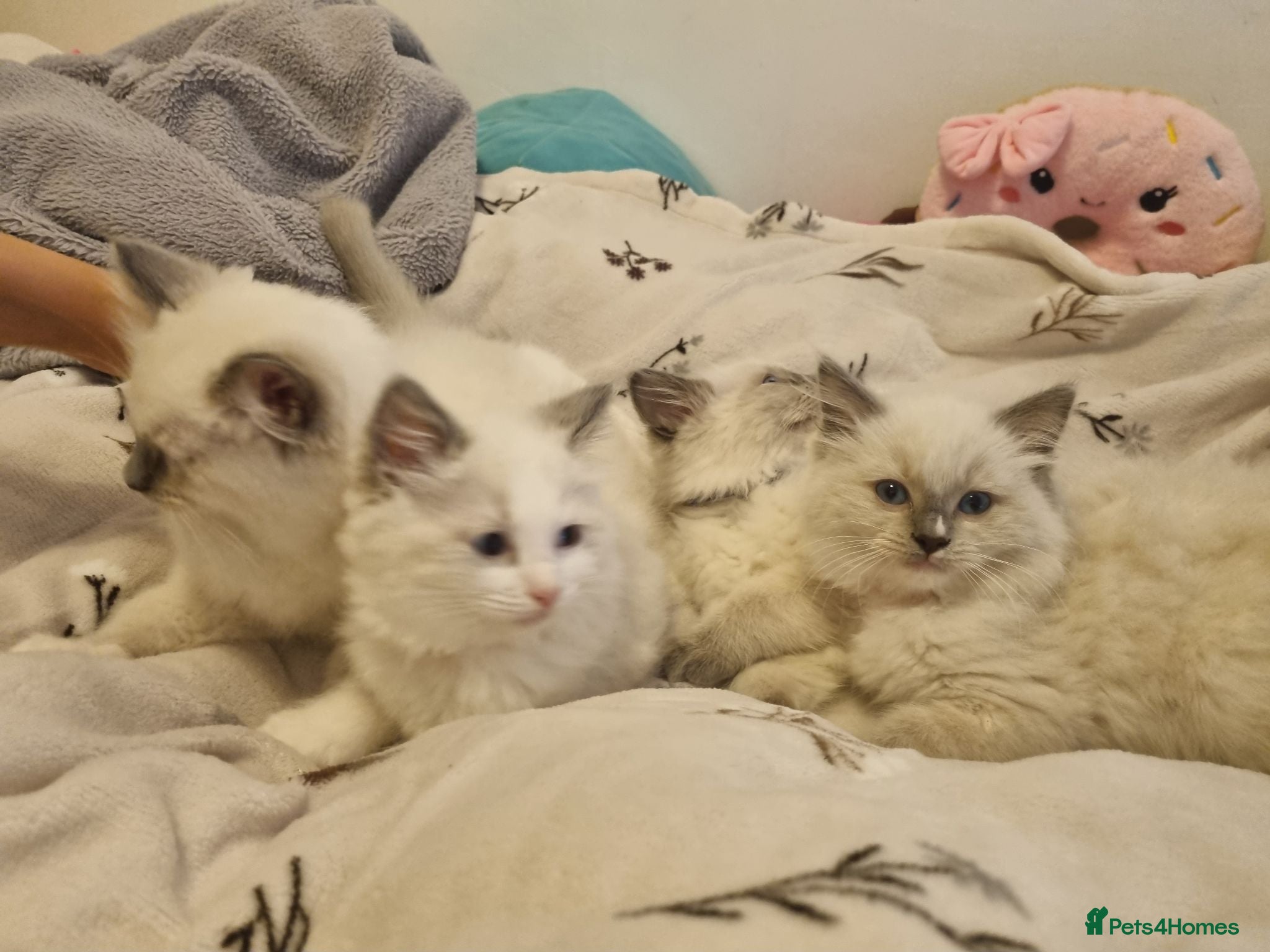 Ragdoll cats Gccf tica ragdoll kittens - Advert 2