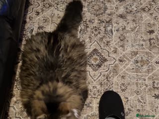 Mixed Breed cats New home for a loving boy - Advert 3