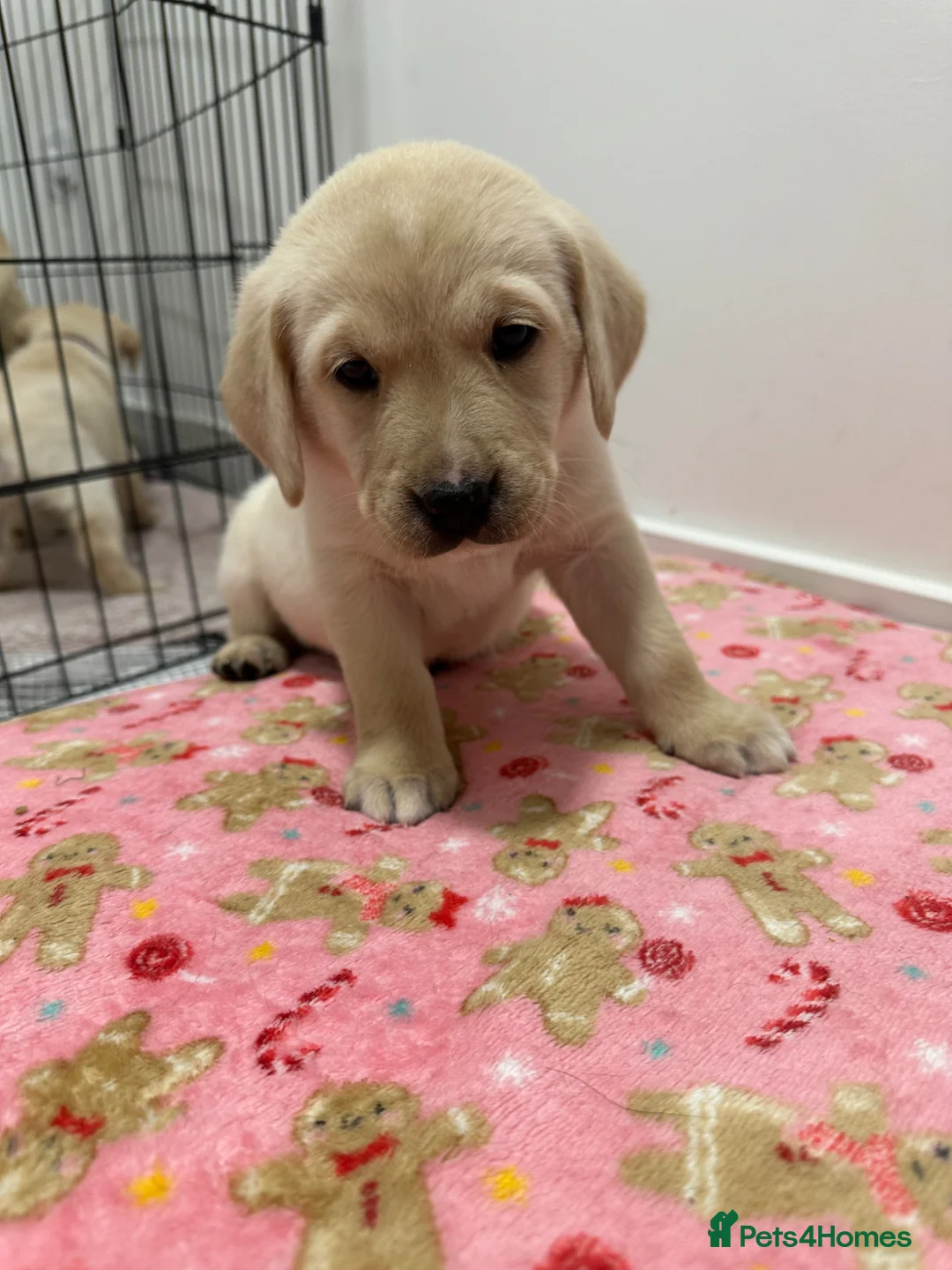 Goldador dogs for sale: Beautiful Goldador Pups  - Advert 1