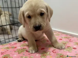 Goldador dogs Beautiful Goldador Pups - Advert 3