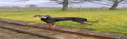 Dobermann dogs for sale: 9 month old female blue Doberman  - Advert 11