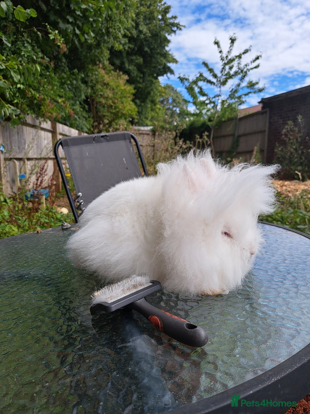 Lionhead rabbits for sale: Pure bred double maned lionhead girl - Image 2