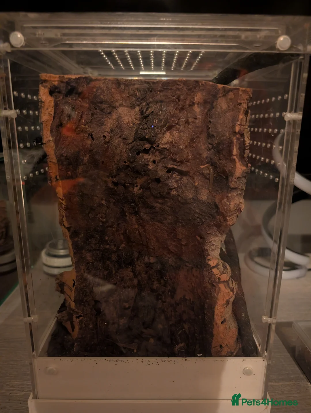 Tarantulas invertebrates for sale: togo starburst baboon tarantula comes with viv in Stoke-on-Trent - Advert 2