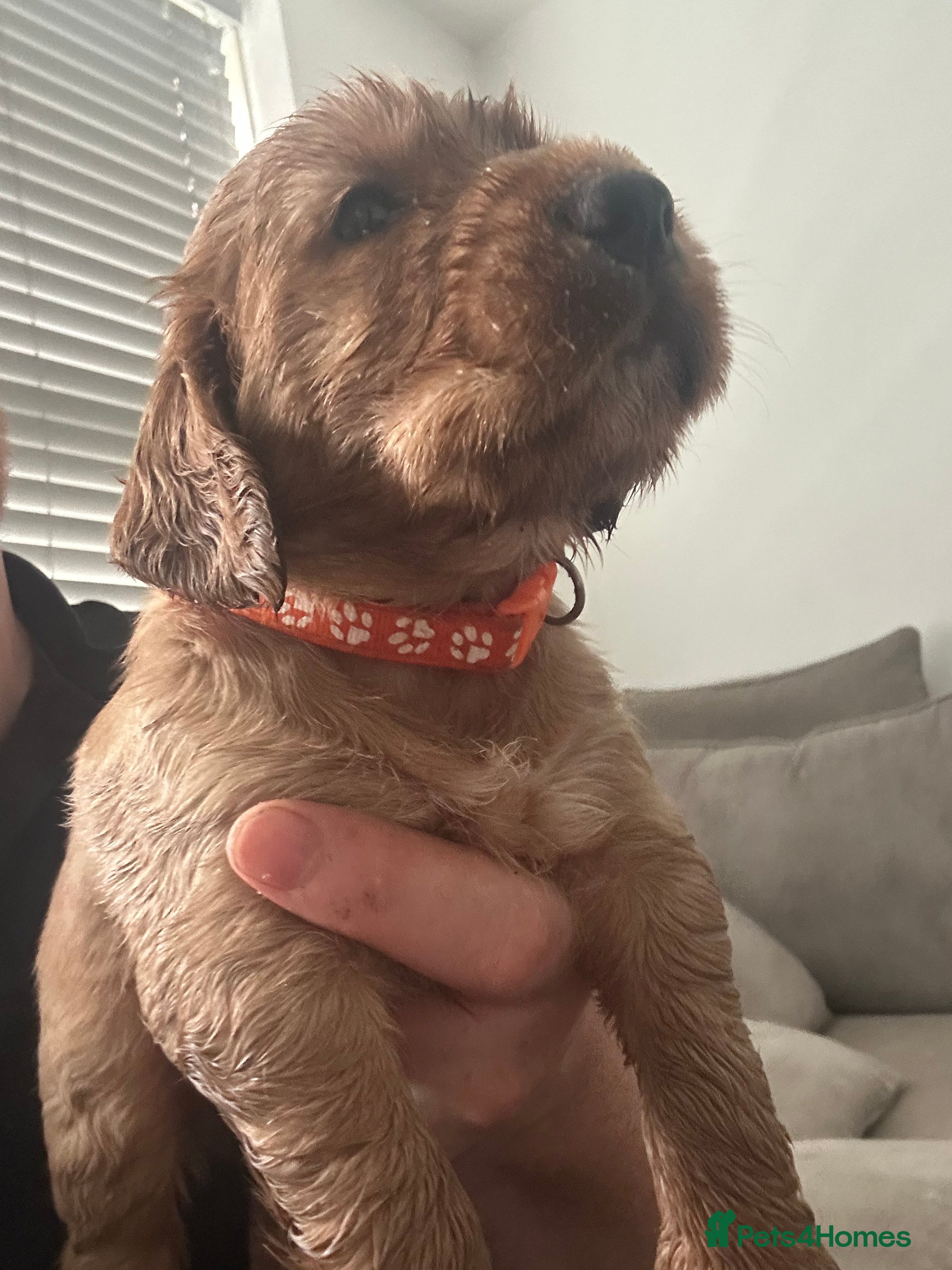Cocker Spaniel dogs Beautiful top class red cockers  - Advert 2