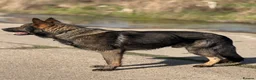 German Shepherd dogs for sale: German Shepherd puppies for sale!!! in Luton - Advert 8