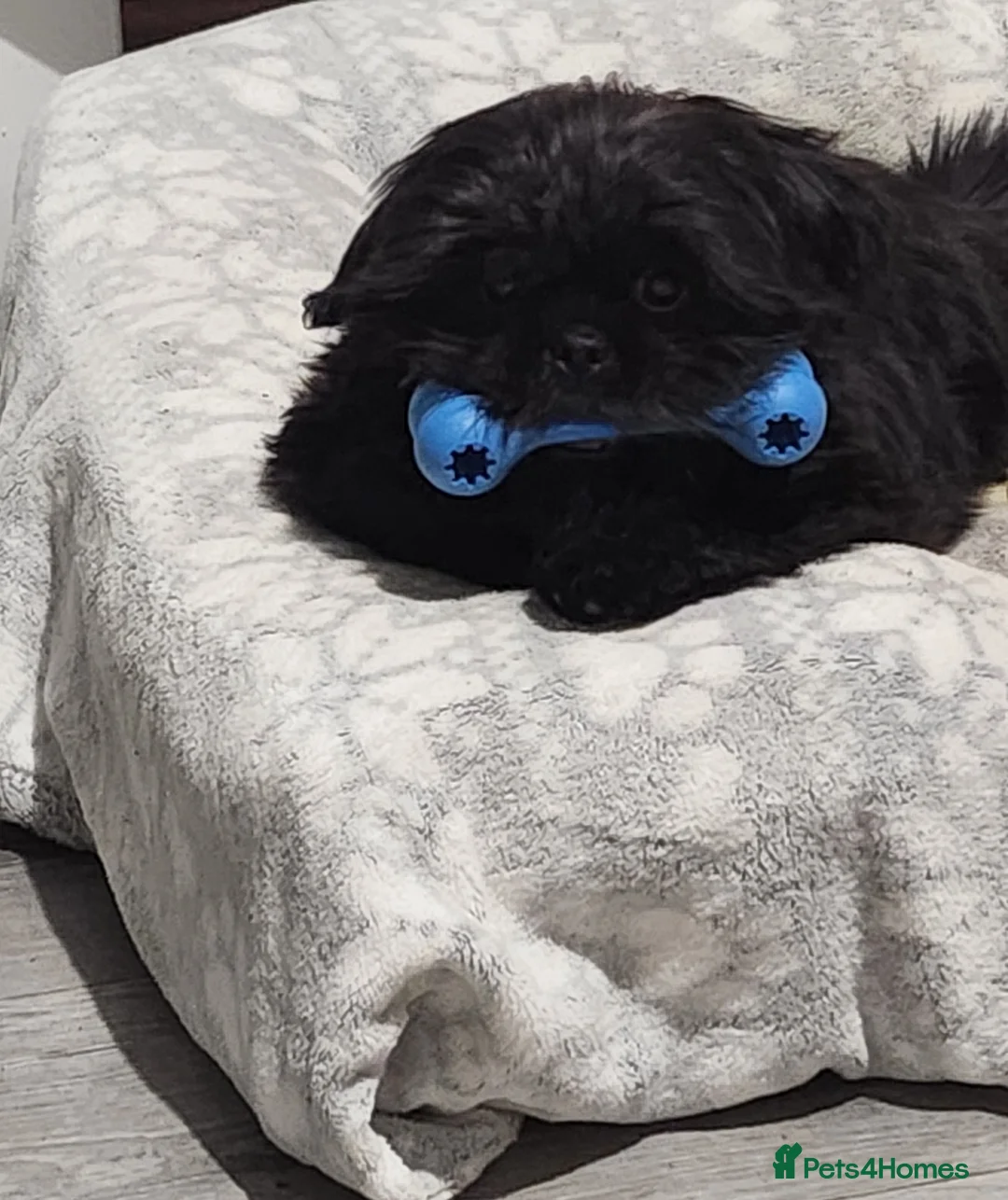 Shih Tzu dogs for sale: Shih Tzu 6mth Male Puppy - Advert 4