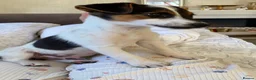 Jack Russell dogs for sale: 6 Lovley Jack Russel pups  - Advert 4