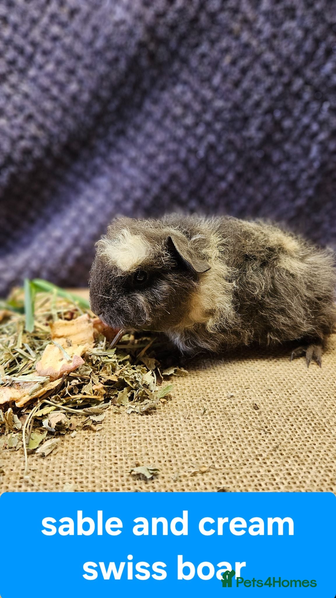 Guinea Pig rodents Beautiful swiss and pet baby boar and older sows - Advert 1