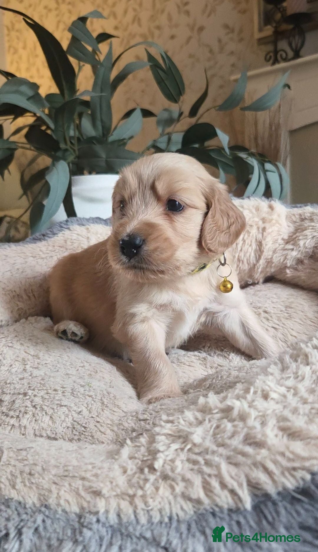 Mixed Breed dogs Golden Retriever X Cockapoo Puppies 🐾 - Advert 7