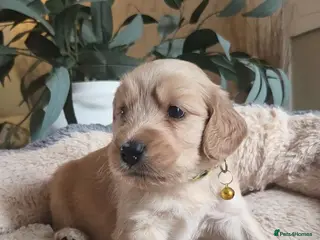 Mixed Breed dogs Golden Retriever X Cockapoo Puppies 🐾 - Advert 1