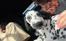 Dalmatian dogs for sale: Dalmatian puppy for sale 5 months  - Image 8