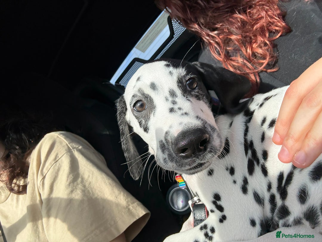 Dalmatian dogs for sale: Dalmatian puppy for sale 5 months  - Image 8