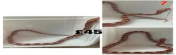 Corn Snake reptiles for sale: Baby Corn Snakes 🐍  - Advert 32