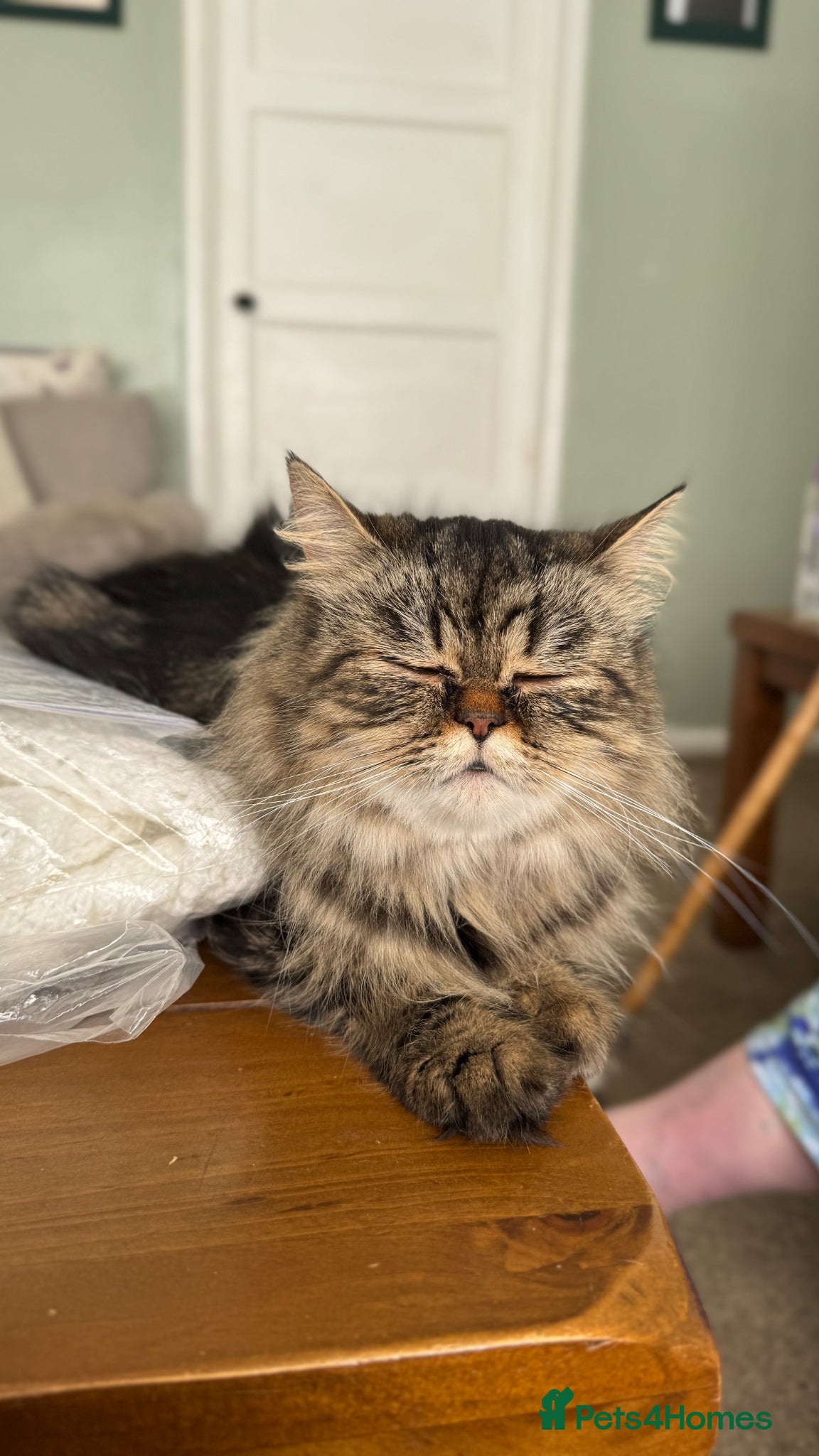 Maine Coon cats for sale: Persian x Maine Coon in Ipswich - Advert 2
