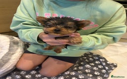 Yorkshire Terrier dogs for sale: Yorkshire terrier  - Image 4