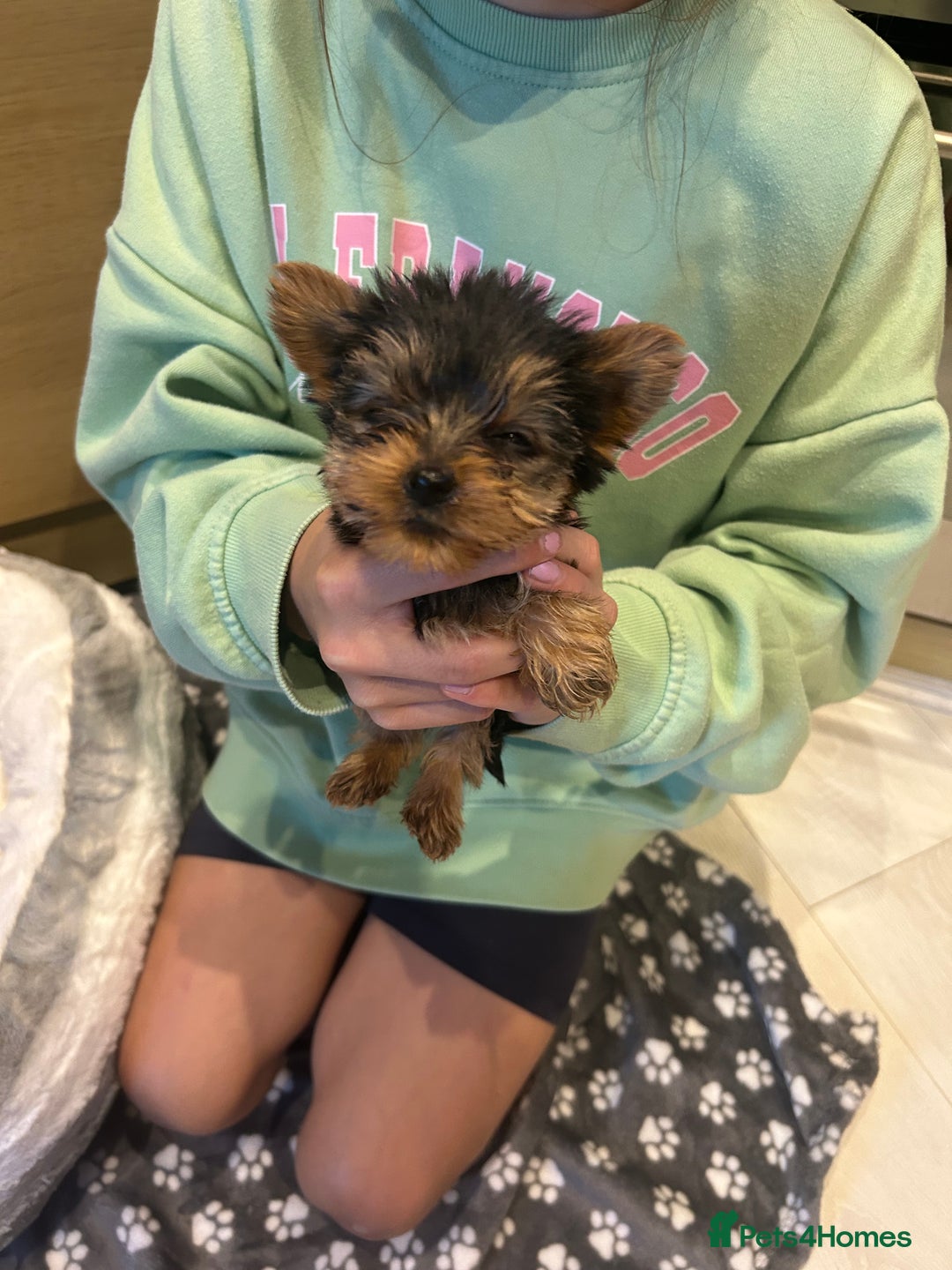 Yorkshire Terrier dogs for sale: Yorkshire terrier  - Image 4