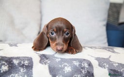 Miniature Dachshund dogs for sale: KC CHOCOLATE MINIATURE DACHSHUNDS -5 STAR LICENSED - Image 14