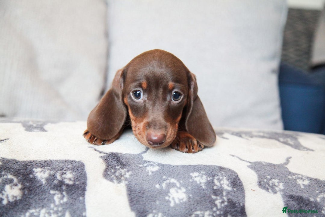 Miniature Dachshund dogs for sale: KC CHOCOLATE MINIATURE DACHSHUNDS -5 STAR LICENSED - Image 14