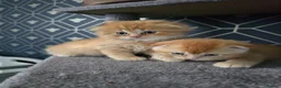 Scottish Fold cats for sale:  Beautiful Scottish fold/scottish straight litter - Advert 3