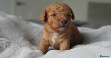Cavapoo dogs - Advert 4