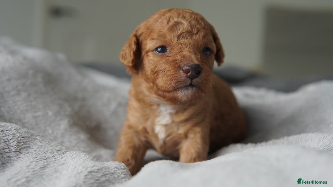 Cavapoo dogs for sale: Beautiful toy Cavapoo puppies 🐶 🐾 - Image 3