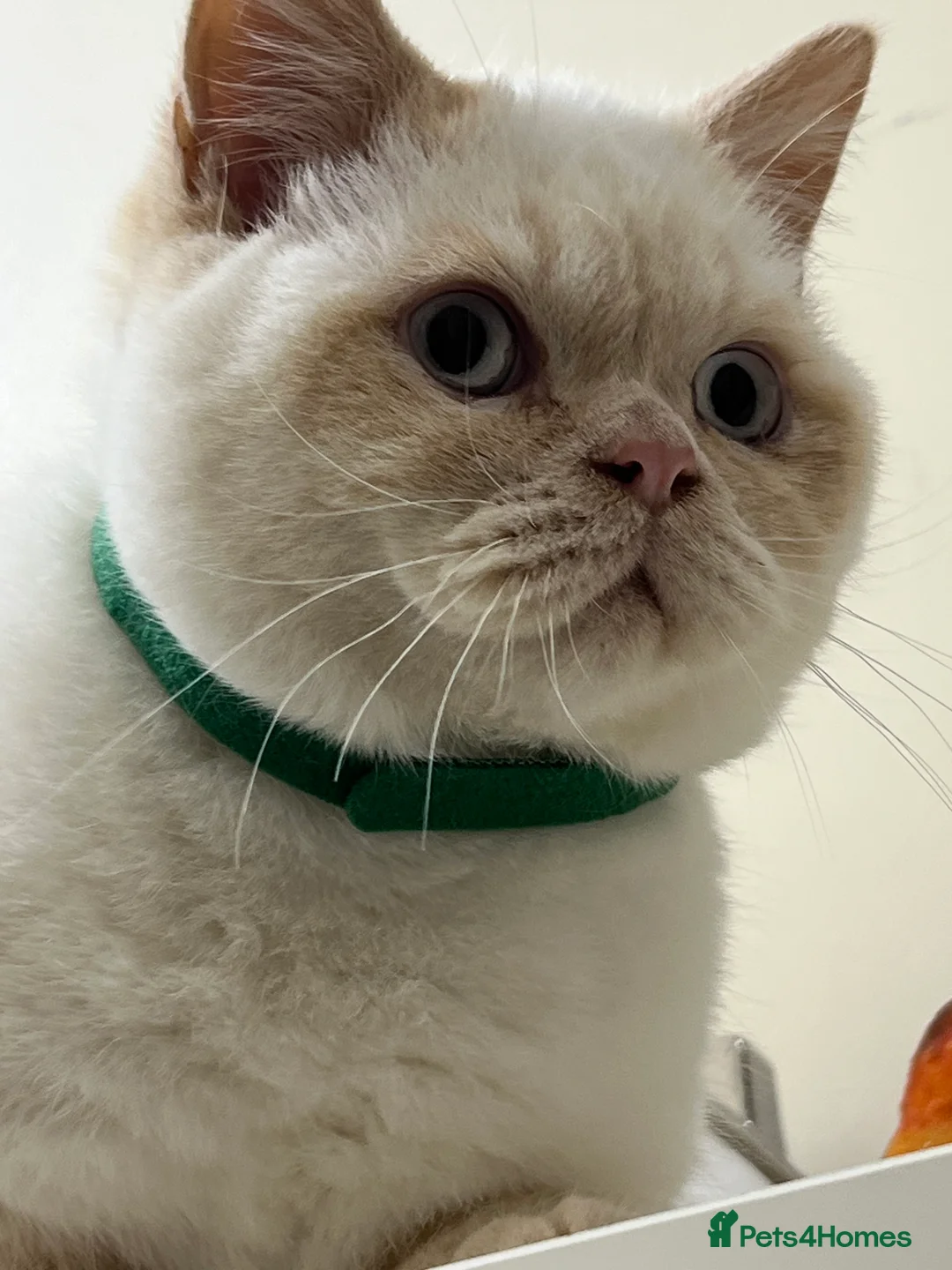 British Shorthair cats for sale: British Longhair & British Shorthair. - Advert 13