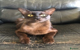 Burmese cats for sale: Beautiful blue Burmese kittens  - Image 2