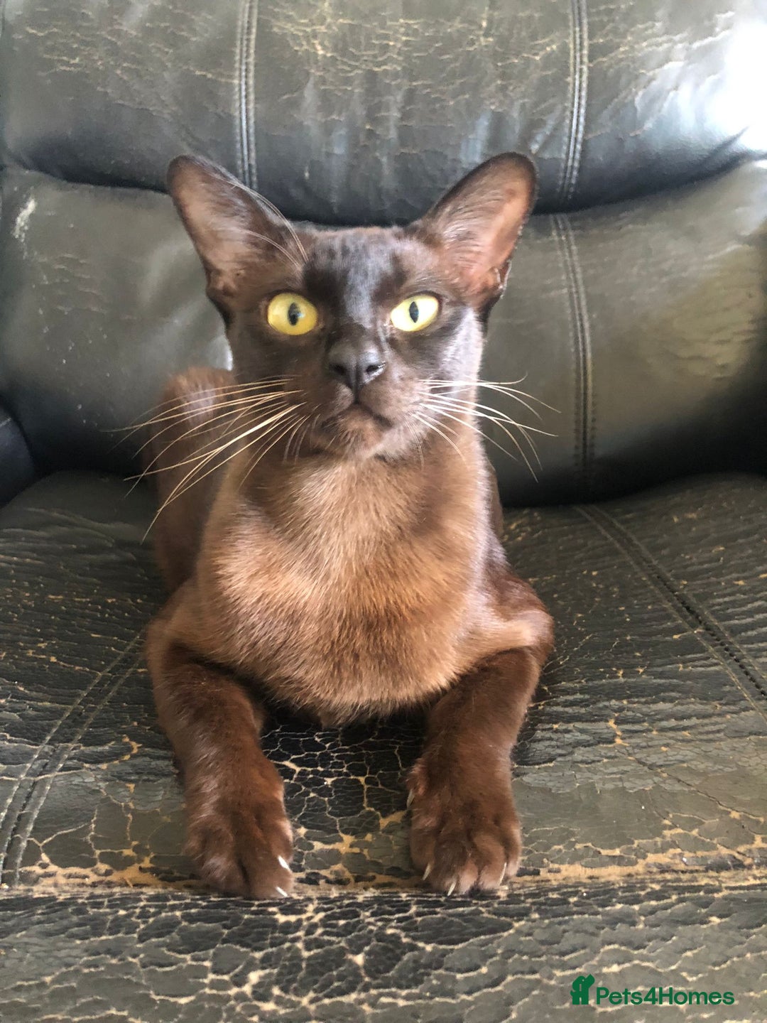 Burmese cats for sale: Beautiful blue Burmese kittens  - Image 2