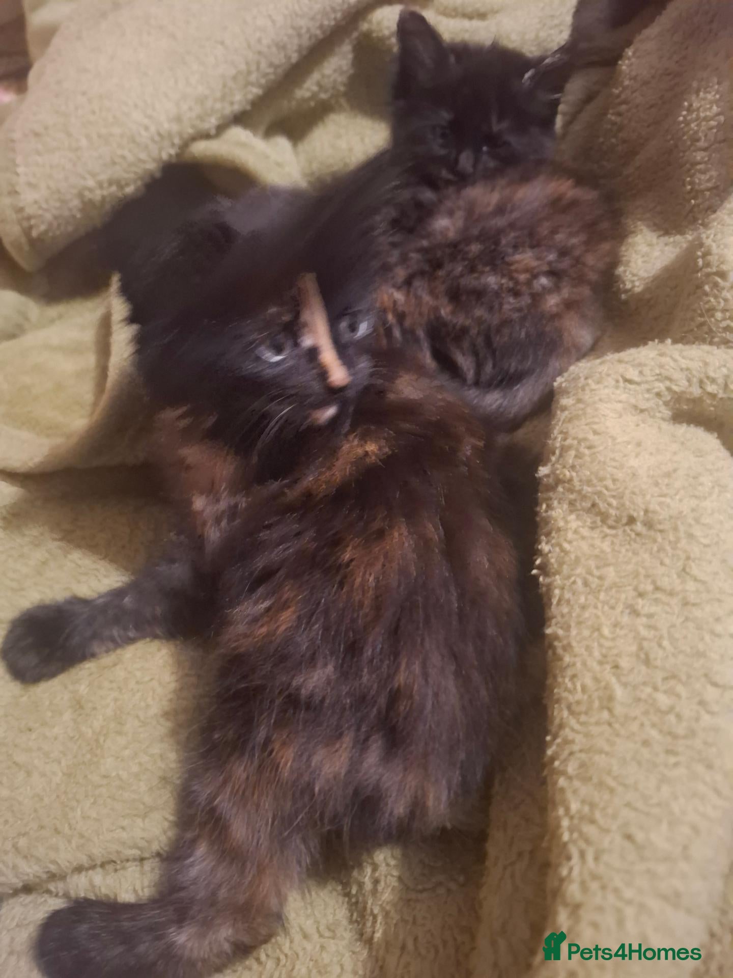 Mixed Breed cats Lovely Kittens 😻 - Advert 2