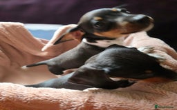 Dachshund dogs for sale: KC Registered Shorthaired dachshunds  - Image 4