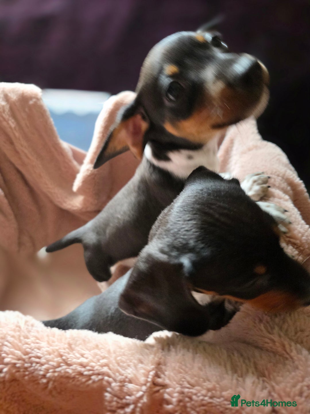 Dachshund dogs for sale: KC Registered Shorthaired dachshunds  - Image 4