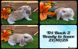 French Lop rabbits for sale: Fully Pedigree French Lops - Image 2