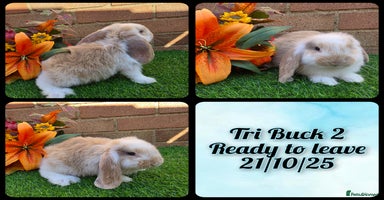 French Lop rabbits - Advert 15