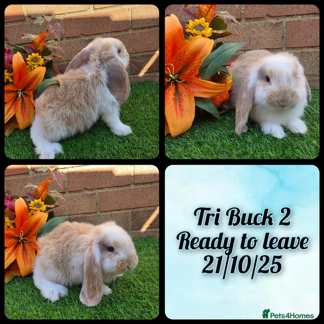 French Lop rabbits for sale: Fully Pedigree French Lops - Image 2