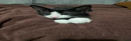 Mixed Breed cats for sale: Mix breed kitten  in Aylesbury - Advert 4