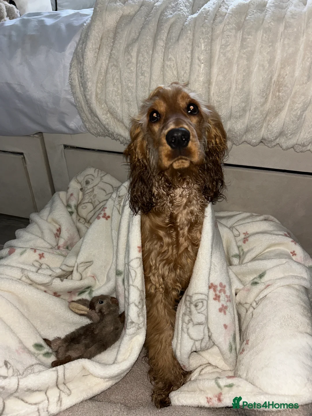 Cocker Spaniel dogs for sale: 🩷 6 Month Show Type Cocker Spaniel 🩷 - Advert 8