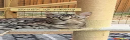 Bengal cats for sale: Stunning silver bengals. TICA reg & health tested - Advert 7